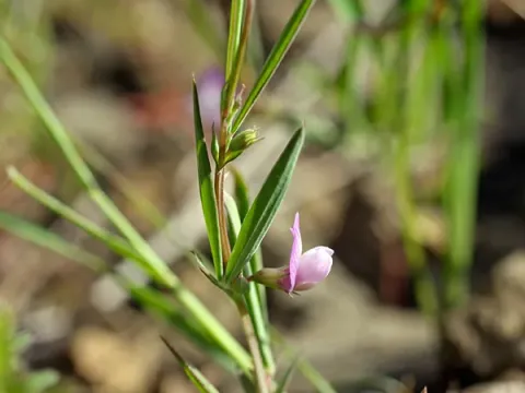 Inconspicuous vetchling
