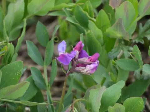 Sea pea