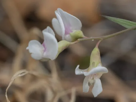 Lathyrus lanszwertii