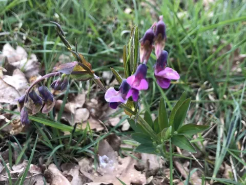 Bitter vetch
