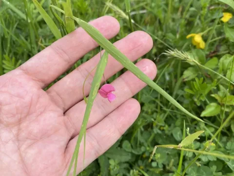 Grass Vetchling