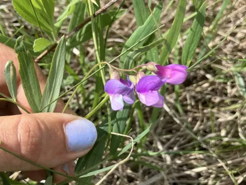 Marsh pea