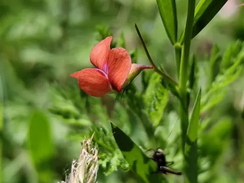 Lathyrus sphaericus