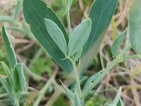 Tuberous pea