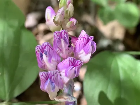 Lathyrus venetus