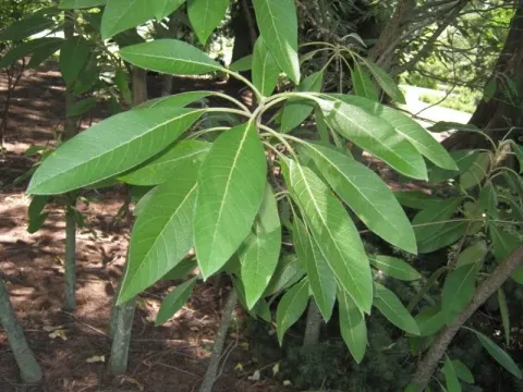 Leitneria floridana