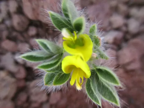 Lotononis platycarpa