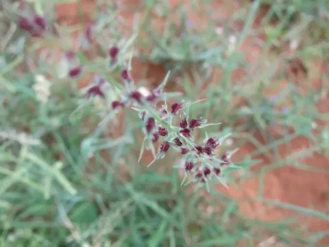 Leptothrium