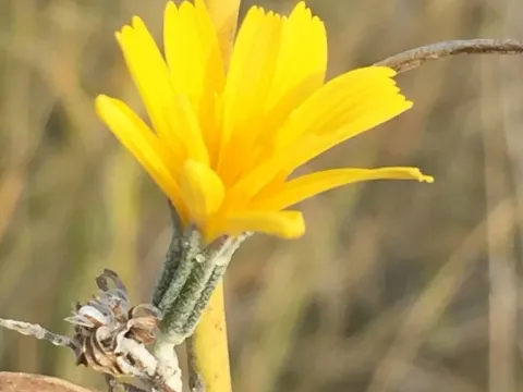 Chondrilla