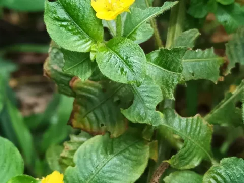 Ludwigia affinis