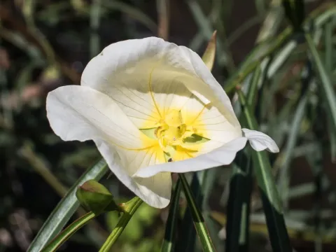 Ludwigia major