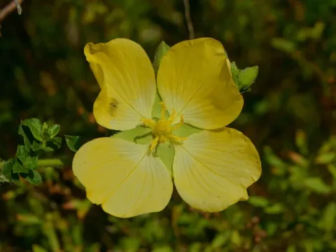 Ludwigia multinervia