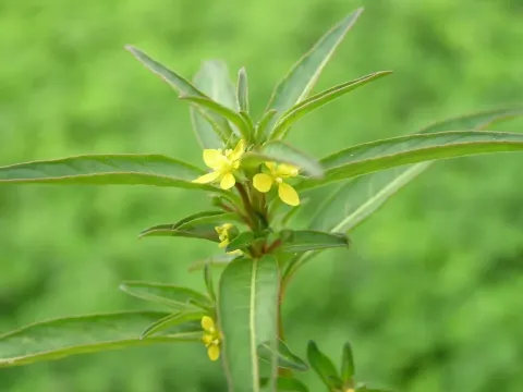 Ludwigia prostrata
