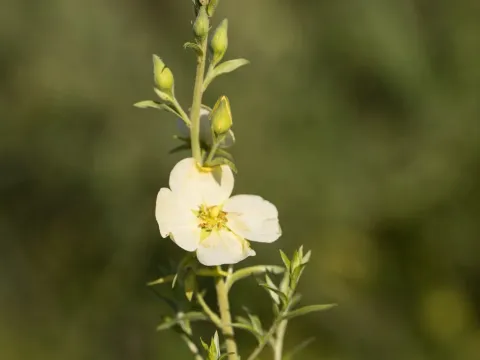 Ludwigia sericea