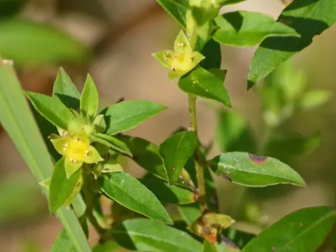 Globe-fruit Ludwigia