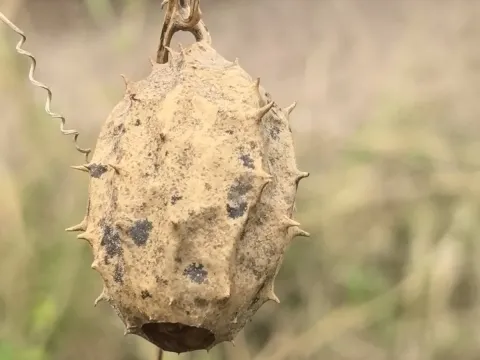 Люффа оперкулата
