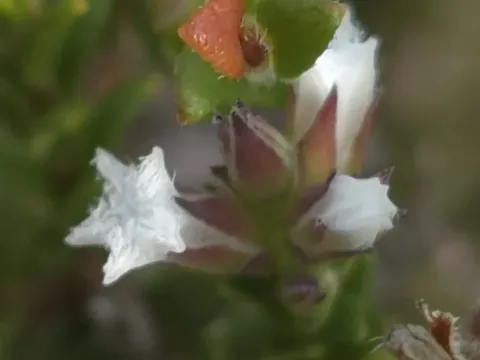 Leucopogon