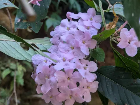 Luculia