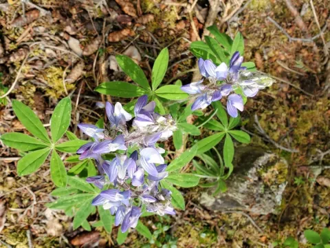 Arctic lupine