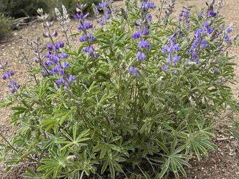 Tailcup lupine