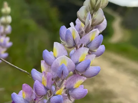 Bush lupine