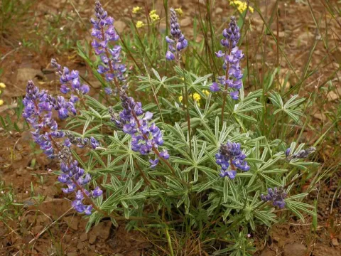 Lupinus laxiflorus