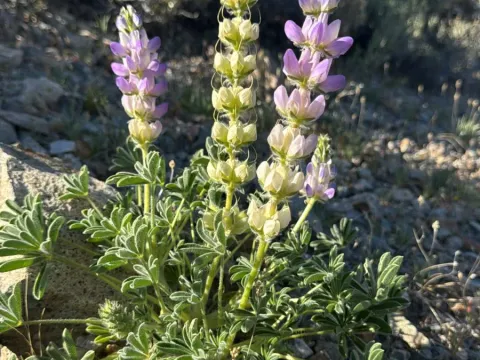 Lupinus microcarpus
