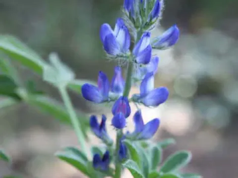 Small-flowered lupine