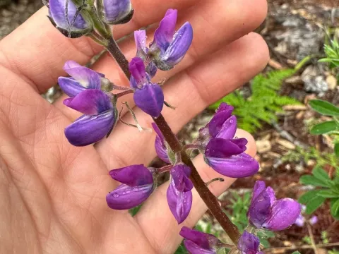 Riverbank lupine