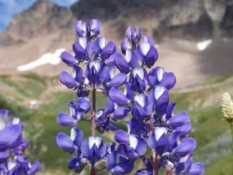Lupinus subsessilis