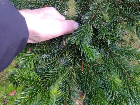 Fir