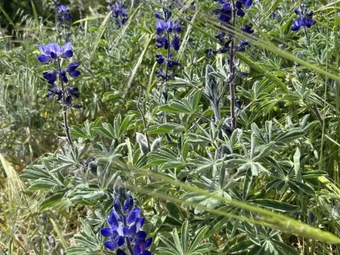 Hairy lupin