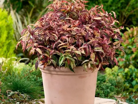 Leucothoe