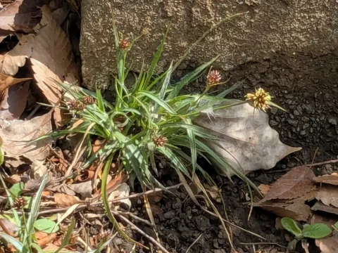 Luzula capitata
