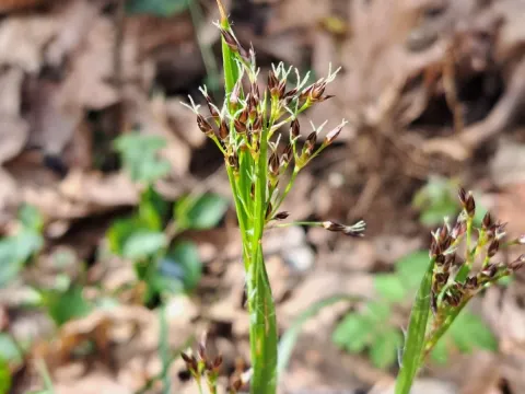 Southern woodrush