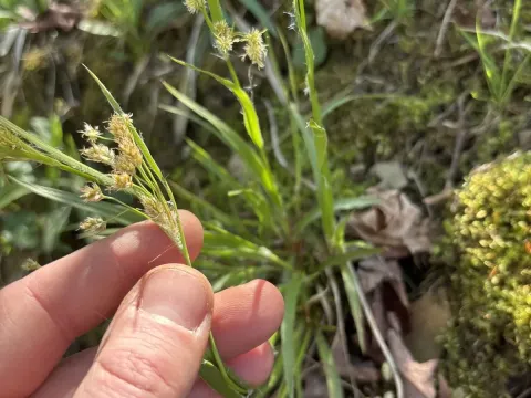 Many-flowered wood-rush