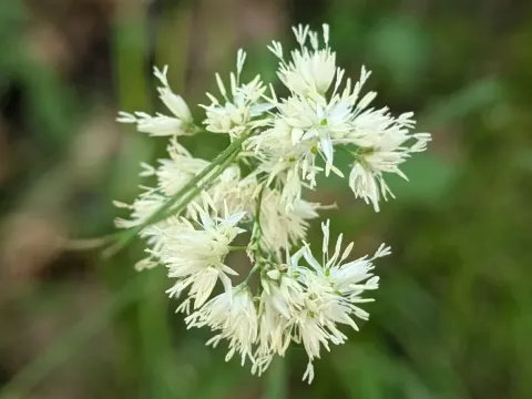 Snow woodrush