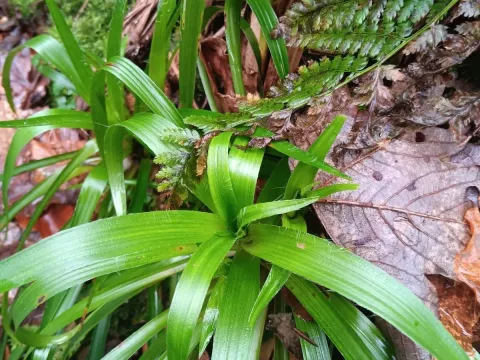 Greater wood-rush