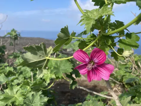 Island mallow