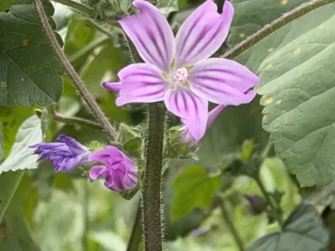 Malva multiflora