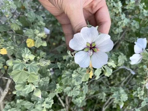 Tree Lavatera