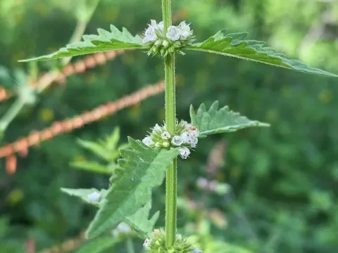Southern gypsywort