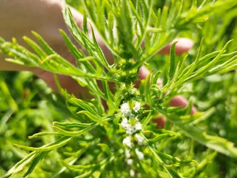 Cut-leaved horehound