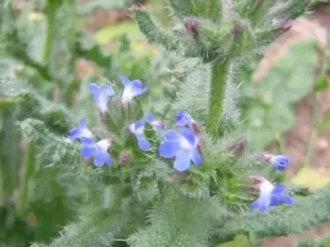 Bugloss