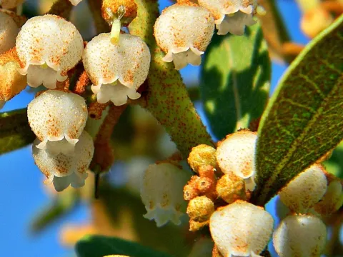 Lyonia