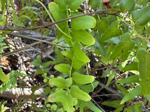 Climbing fern