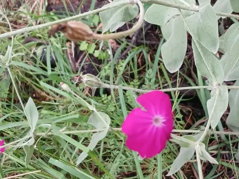 Lychnis