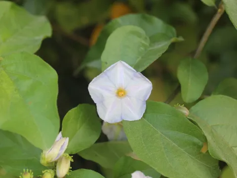 Lycianthes lenta