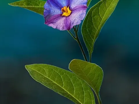 Lycianthes multiflora