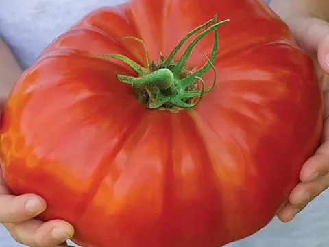 Tomato